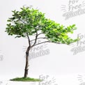 Isolated Green Tree with Lush Foliage on White Background - Nature and Sustainability Concept