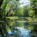 Tranquil Forest Reflection: Serene Nature Scene with Lush Greenery and Calm Water