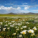 Lebhafte Wildblumenwiese mit schneebedeckten Bergen unter blauem Himmel