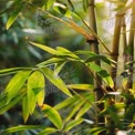 Serene Bamboo Forest with Sunlight Filtering Through Leaves