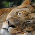 Majestic Lioness Sleeping Peacefully in Nature