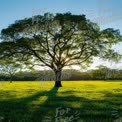 Majestic Tree Silhouette at Sunset in Lush Green Field