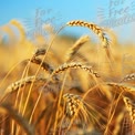 Golden Wheat Field Close-Up: Nature's Harvest and Agriculture Beauty