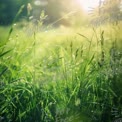 Morning Dew on Lush Green Grass: Nature's Serenity and Freshness