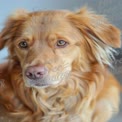 Detailaufnahme eines schönen goldenen Hundes mit ausdrucksvollen Augen