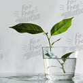 Fresh Green Leaves in Water: Symbol of Growth and Sustainability