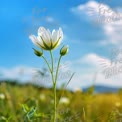 Delicate White Flower Against a Blue Sky: Nature's Beauty in Bloom