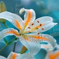 Elegant White Lily with Orange Accents - Floral Beauty and Nature Close-Up