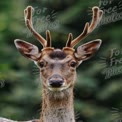 Majestic Fallow Deer Portrait with Antlers in Natural Habitat