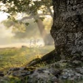 Serene Morning Light Through Trees in Misty Forest