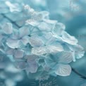 Delicate Blue Hydrangea Blooms: Soft Floral Background for Tranquil Designs