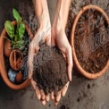 Hands Holding Rich Soil with Potted Plants: Gardening and Sustainability Concept