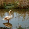 Elegant Swan Standing by Tranquil Water with Reflection in Nature