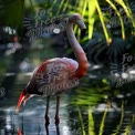 Elegant Flamingo in Tropical Oasis: Nature's Beauty and Serenity