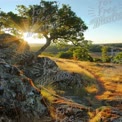 Serene Sunrise Landscape with Tree and Sunburst Over Rocky Terrain