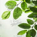 Fresh Green Leaves with Water Droplets - Nature Background for Wellness and Sustainability Themes