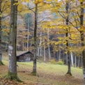 Charmante Herbsthütte in einer ruhigen Waldlandschaft