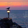 Seagull Silhouette at Sunset Over Ocean with Lantern