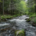 Tranquil Forest Stream: Serene Nature Landscape with Flowing Water and Lush Greenery