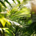 Lush Green Tropical Palm Leaves in Soft Natural Light