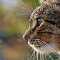 Close-Up of a Cat's Face with Intense Green Eyes and Soft Focus Background