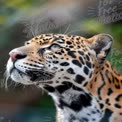 Majestic Jaguar Portrait: Wildlife Beauty and Conservation