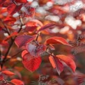 Vibrant Autumn Leaves: Close-Up of Red Foliage in Natural Light