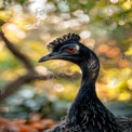 Majestic Black Peacock Portrait with Bokeh Background