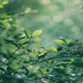 Serene Green Leaves with Soft Bokeh Background for Nature and Wellness Themes