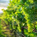 Fresh Green Grapes on Vine in Sunlit Vineyard - Organic Farming and Wine Production