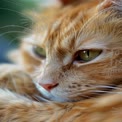 Close-Up of a Relaxed Ginger Cat with Striking Green Eyes