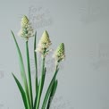 Elegant White Orchid Flowers with Green Leaves on Minimalist Background