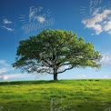 Majestic Green Tree on Lush Hill Under Bright Blue Sky