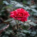 Vibrant Red Rose Bloom in Lush Green Garden