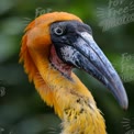 Vibrant Close-Up of a Colorful Tropical Bird with Striking Features