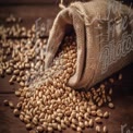 Organic Raw Seeds in Burlap Sack on Rustic Wooden Background