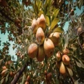 Fresh Apple Orchard with Ripe Fruit and Lush Green Leaves