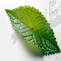 Close-Up of Fresh Green Leaf with Textured Surface for Nature and Wellness Themes