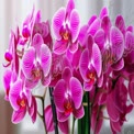 Vibrant Pink Orchids in Bloom - Elegant Floral Arrangement for Home Decor and Wellness