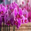 Vibrant Purple Orchids in Bloom - Elegant Floral Background for Wellness and Beauty Themes