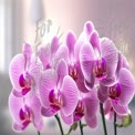 Elegant Pink Orchid Bouquet in Soft Light - Floral Decor and Home Aesthetics