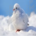 Snowy White Dove on Winter Snow Background