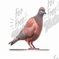 Elegant Brown Pigeon on White Background - Nature and Wildlife Photography