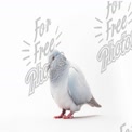 Elegant Blue Pigeon on White Background - Peaceful Bird Photography