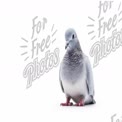 Elegant Gray Pigeon on White Background - Nature and Wildlife Photography