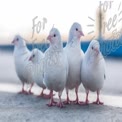 Group of White Pigeons Standing Together on Urban Surface