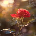 Beautiful Red Rose in Soft Sunset Light - Nature, Romance, and Floral Beauty