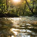 Riacho Tranquilo na Floresta com Luz do Sol e Gotas de Chuva - Serenidade da Natureza