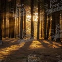 Golden Sunlight Filtering Through Forest Trees at Sunset