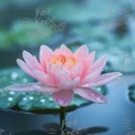 Serene Pink Water Lily with Dew Drops on Calm Water Surface